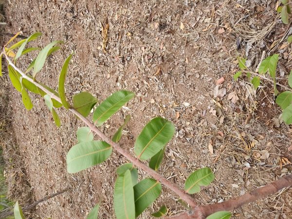 Identificação da planta Mangaba por foto