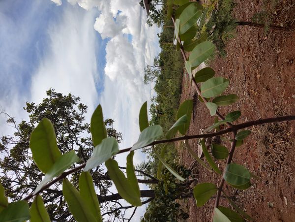 Identificação da planta Mangaba por foto