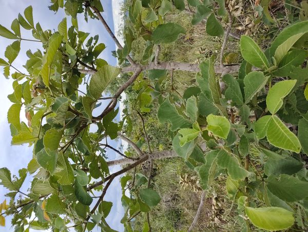Identificação da planta Pequi por foto