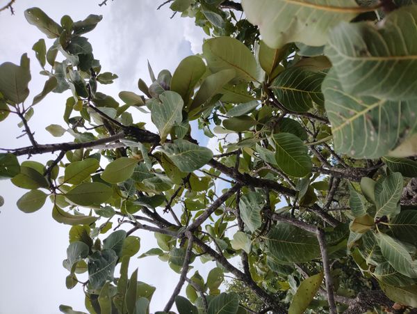 Identificação da planta Cajado-do-mato por foto