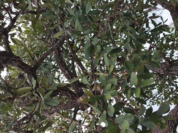 Identificação da planta Maçaranduba por foto
