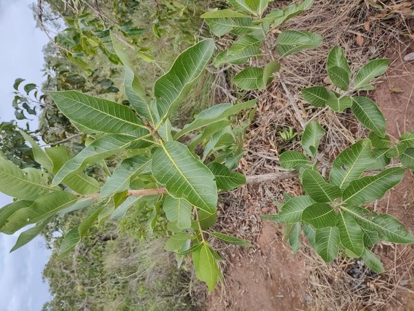 Identificação da planta Faurea rochetiana não possui um nome popular amplamente reconhecido no Brasil por foto