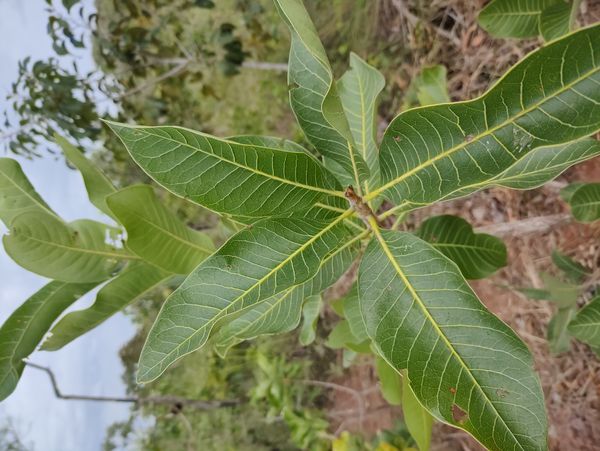 Identificação da planta Mogno-indiano por foto