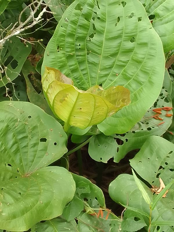 Identificação da planta Amazônia por foto