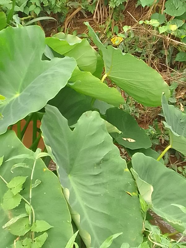 Identificação da planta Taioba por foto