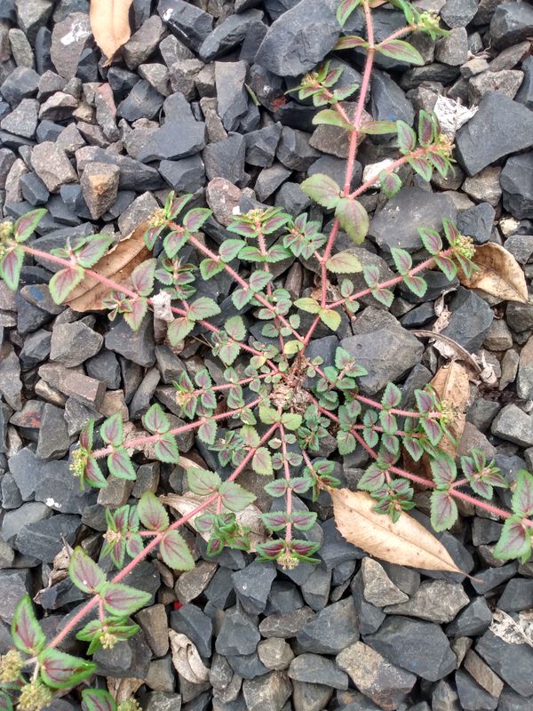 Identificação da planta Erva de Santa luzia por foto