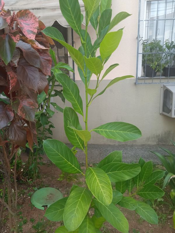 Identificação da planta Jaca por foto