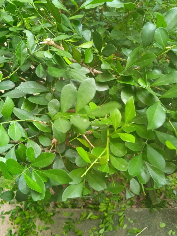Identificação da planta Murta-de-cheiro por foto