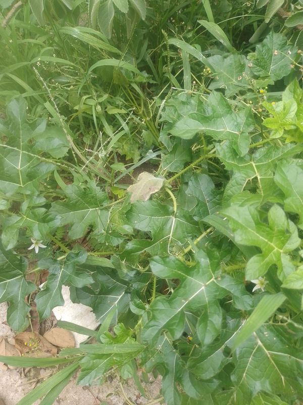 Identificação da planta Joá-bravo por foto