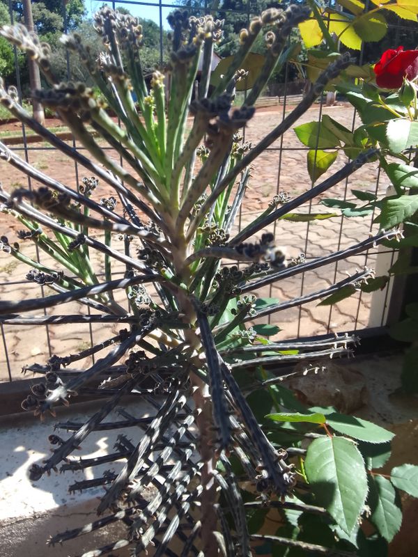 Identificação da planta Mãe-de-milhares por foto