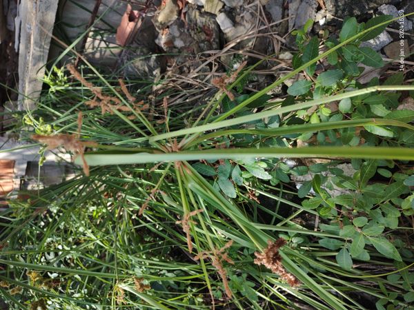 Identificação da planta Tiririca por foto