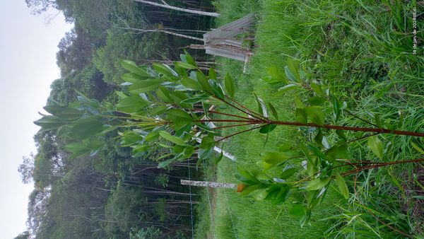 Identificação da planta Batata-de-purga por foto