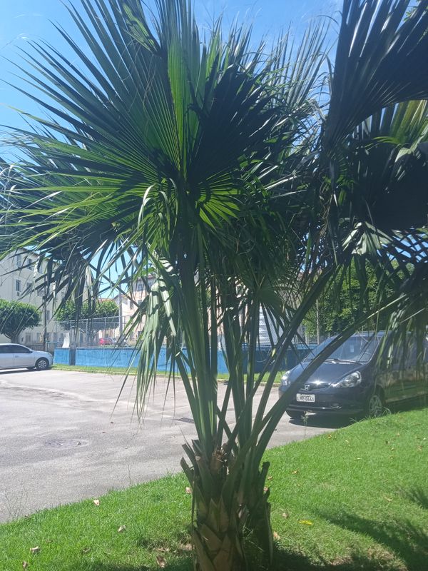 Identificação da planta Palmeira-mexicana por foto