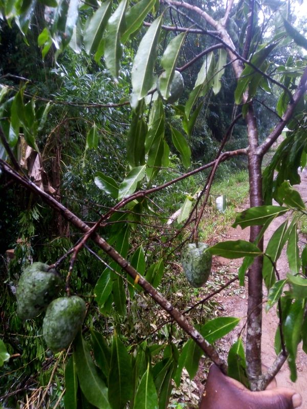 Identificação da planta Araticum-cagão por foto