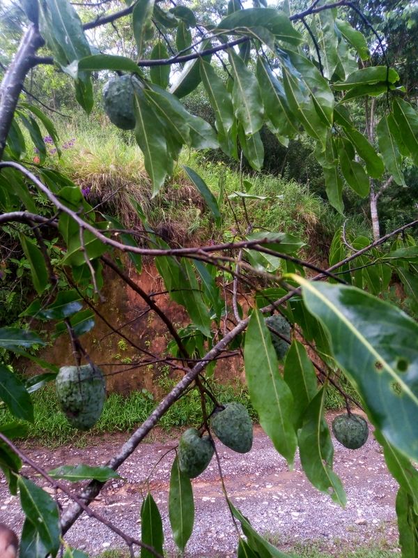 Identificação da planta Araticum-de-brejo por foto