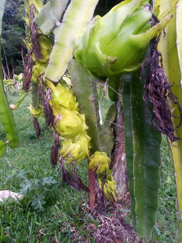 Identificação da planta Pitaia por foto