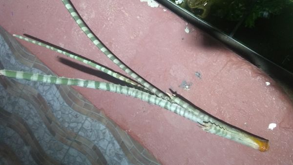 Identificação da planta Gravatá-tigre por foto