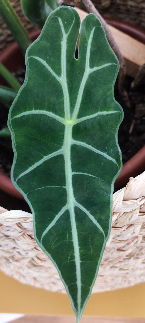 Identificação da planta Alocasia-amazonica ou Cara-de-Burro por foto