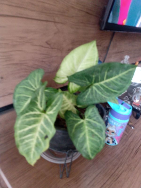 Identificação da planta Singônio por foto