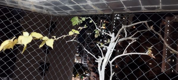 Identificação da planta Primavera por foto