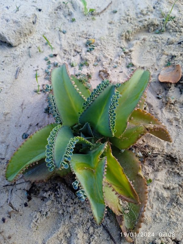 Identificação da planta Mãe de mil por foto