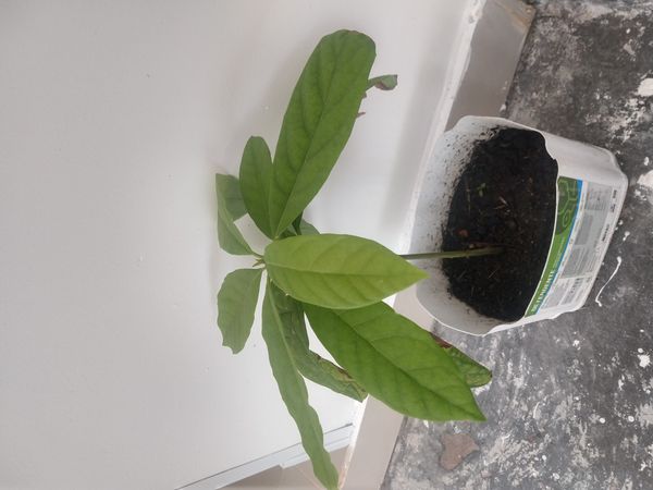 Identificação da planta Abacate por foto