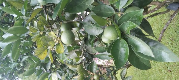 Identificação da planta Limão galego por foto