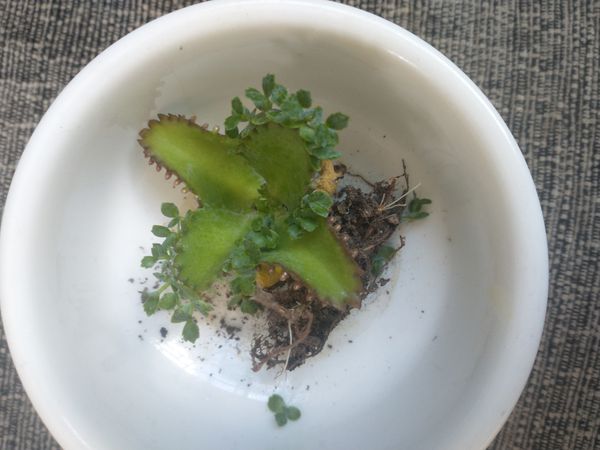 Identificação da planta Kalanchoe por foto