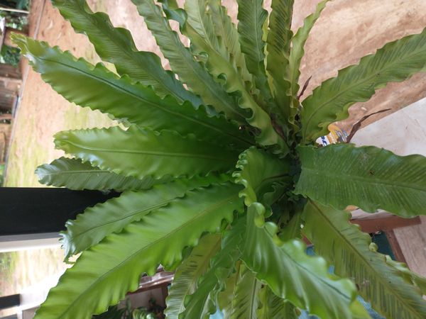 Identificação da planta Samambaia-americana por foto