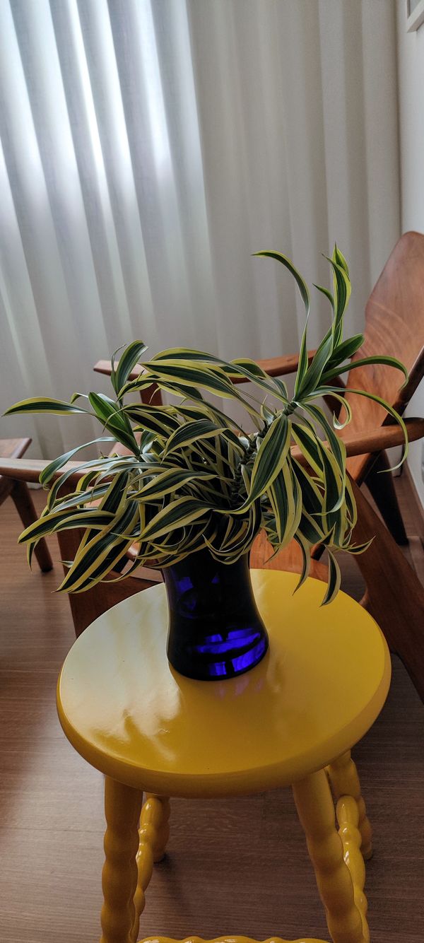 Identificação da planta Pleomele por foto