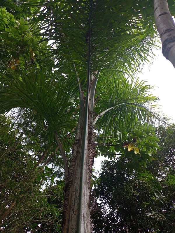 Identificação da planta Palmeira-ráfis por foto