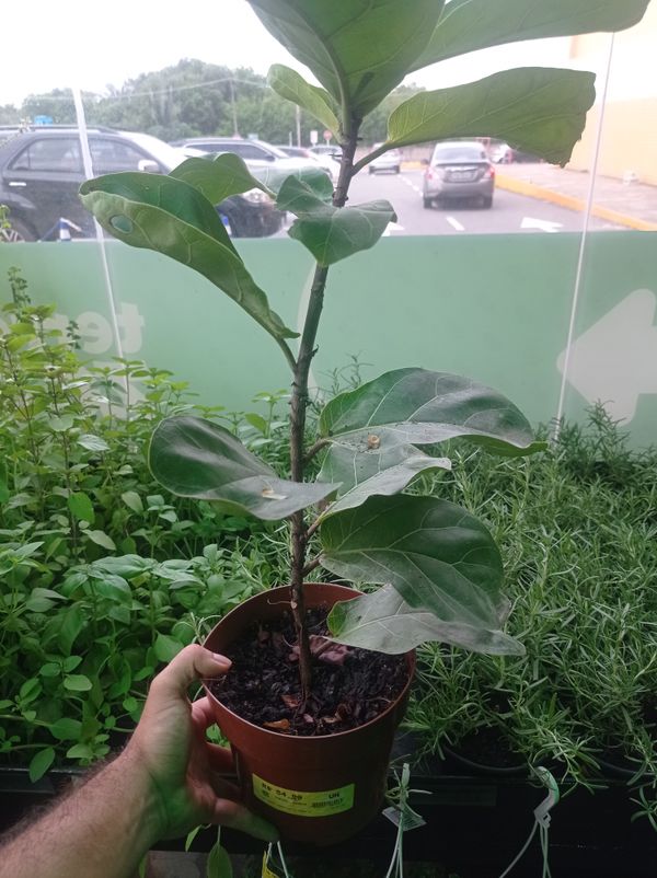 Identificação da planta Figueira-lira por foto