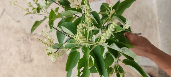 Identificação da planta Velame-do-campo por foto