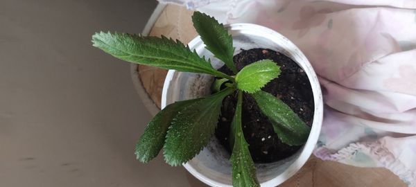 Identificação da planta Coentro verdadeiro por foto