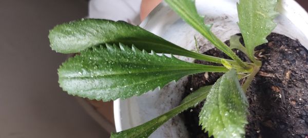 Identificação da planta Coentro verdadeiro por foto