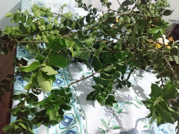 Identificação da planta Azevinho por foto