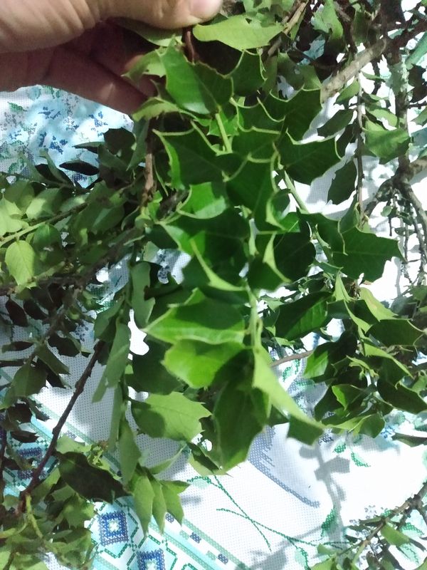 Identificação da planta Azevinho por foto