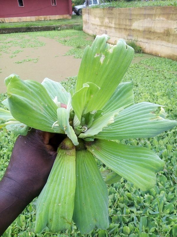 Identificação da planta Alface-d'água por foto