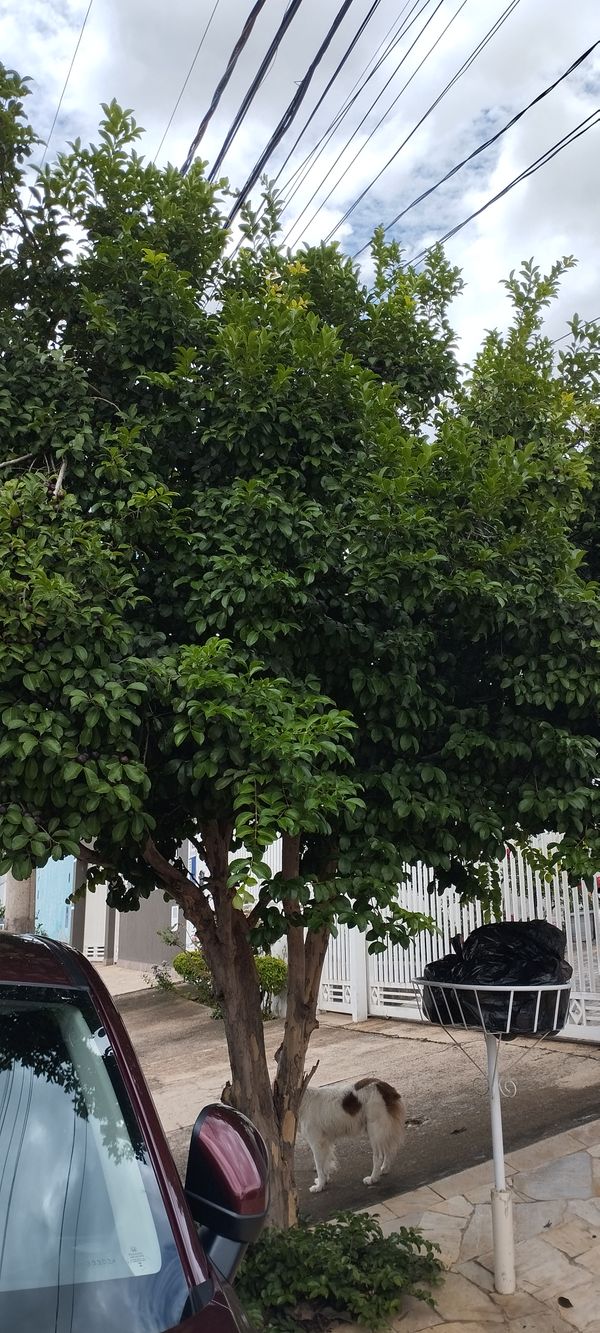 Identificação da planta Cafeeiro por foto