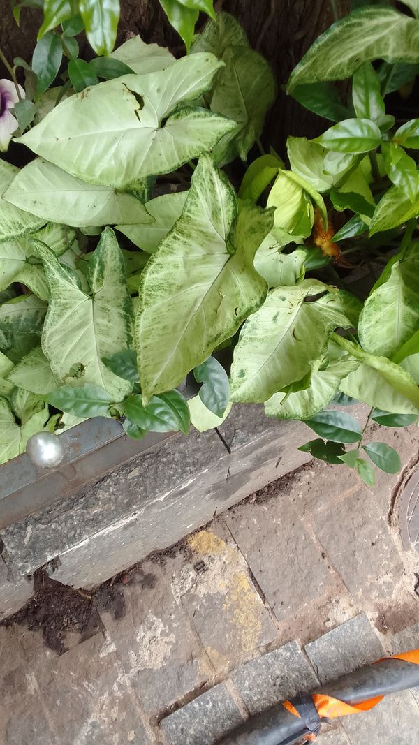 Identificação da planta Singônio por foto