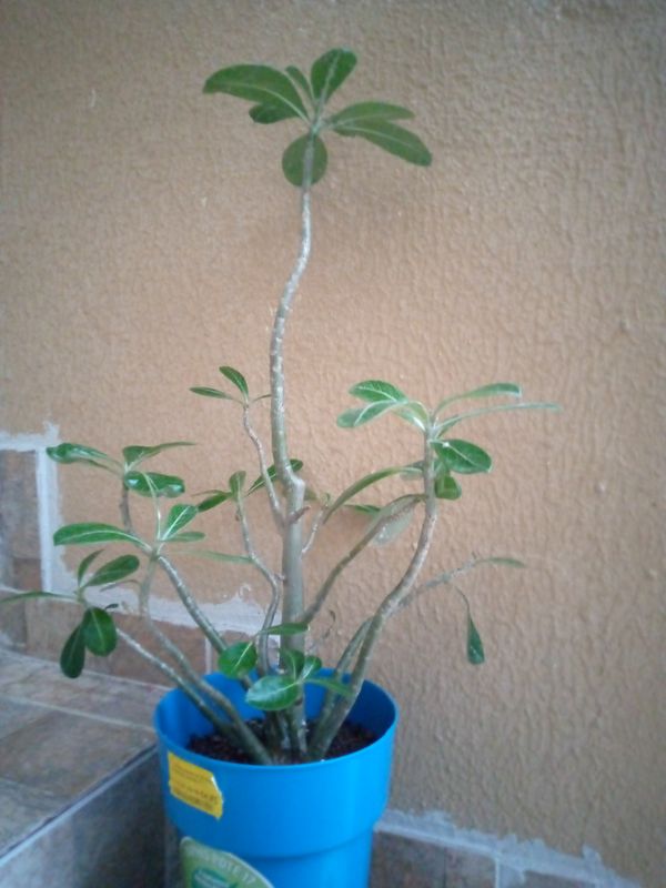 Identificação da planta Rosa do deserto por foto