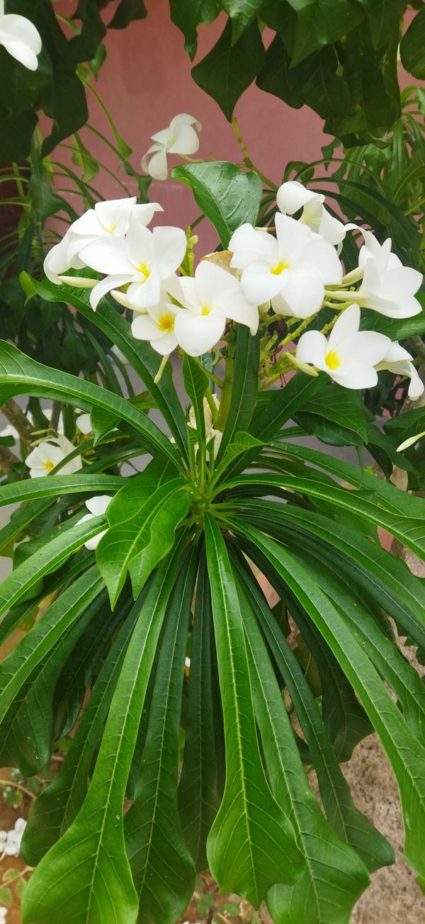 Identificação da planta Véu de noiva por foto
