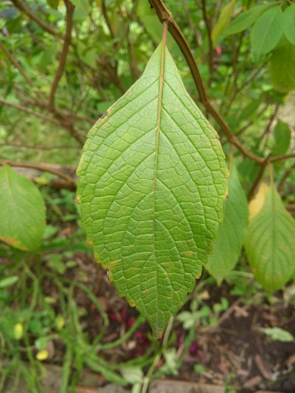Identificação da planta Alfavaca-de-caboclo por foto