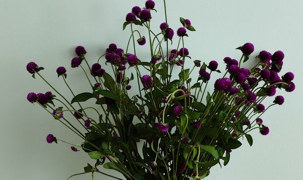 Identificação da planta Perpétua por foto