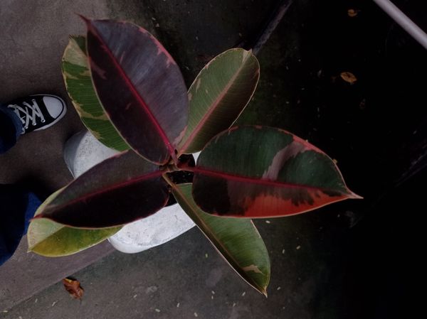 Identificação da planta Figueira-indiana por foto
