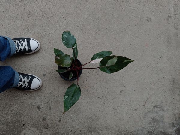 Identificação da planta Burgundy por foto