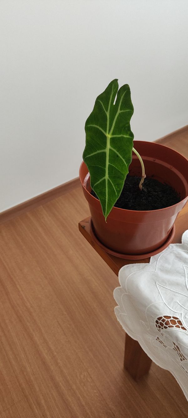 Identificação da planta Alocasia-amazonica ou Cara-de-Burro por foto