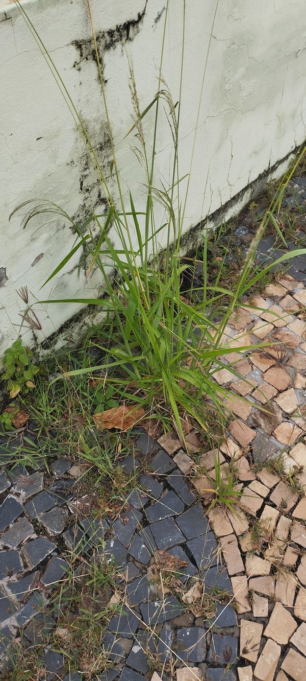 Identificação da planta Capim-favorito por foto