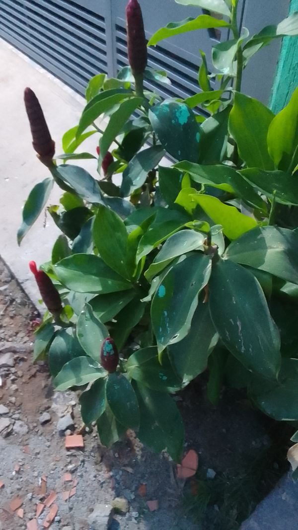 Identificação da planta Cana-de-macaco por foto