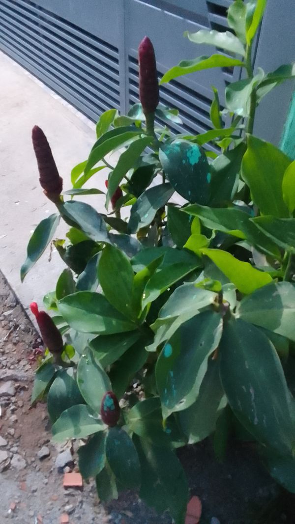 Identificação da planta Cana-de-macaco por foto